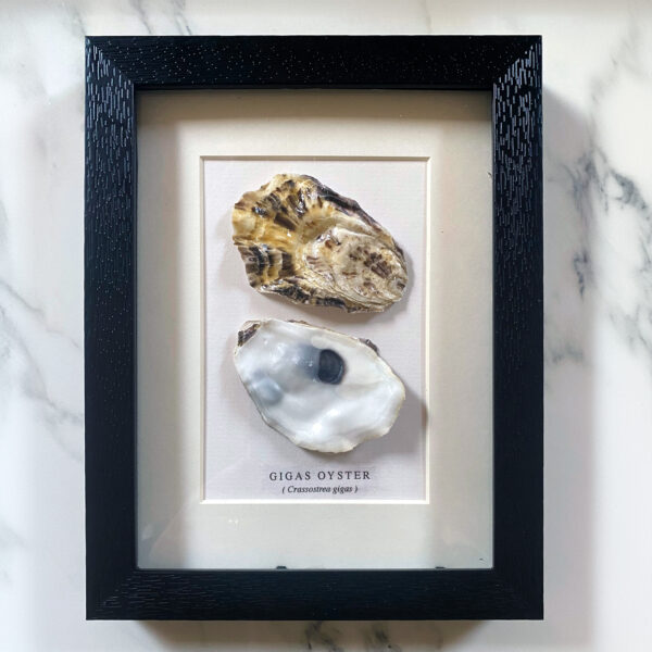 Framed Giga Oyster shell.