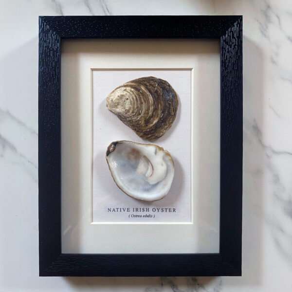 Native Irish Oyster Art