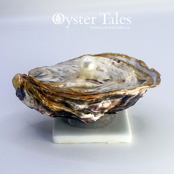 Oyster shell Trinket dish
