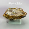 Oyster shell from Galway Bay with lid