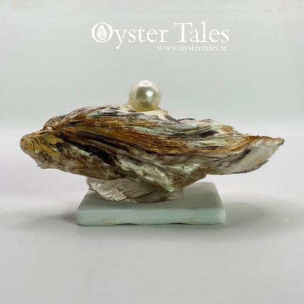 Ring/trinket dish made with real Oyster shell.